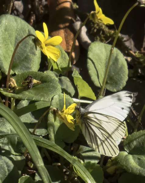 Margined white on redwood violet (Viola sempervirens). - PHOTO BY ANTHONY WESTKAMPER