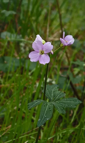 Milkmaid (Cardamine californica). - PHOTO BY ANTHONY WESTKAMPER