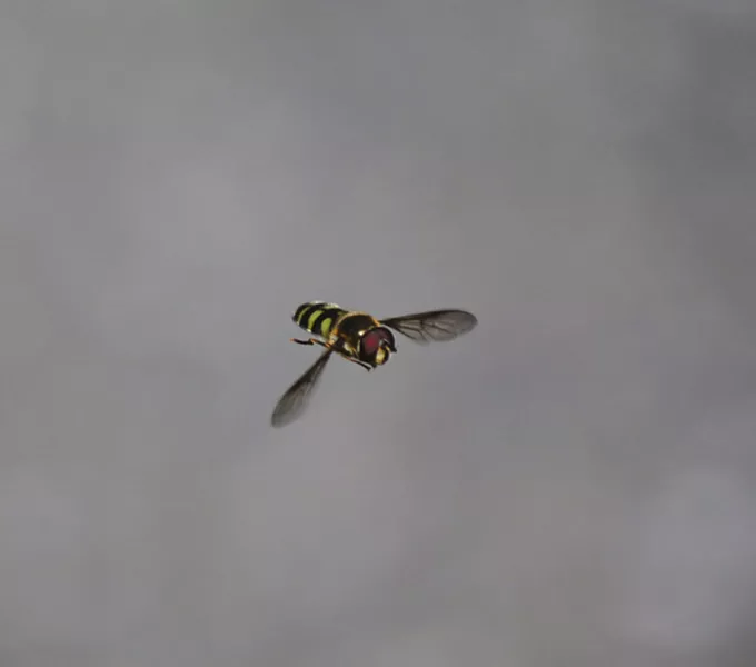Hover flies may be the ultimate in aerial agility. - PHOTO BY ANTHONY WESTKAMPER