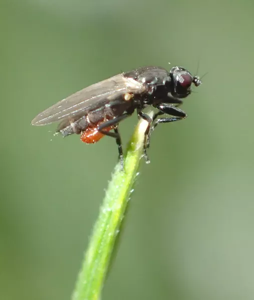 Fly not much bigger than a pin head parasitized by mite. - PHOTO BY ANTHONY WESTKAMPER