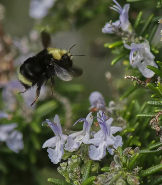 In-flight bumblebee. - PHOTO BY ANTHONY WESTKAMPER