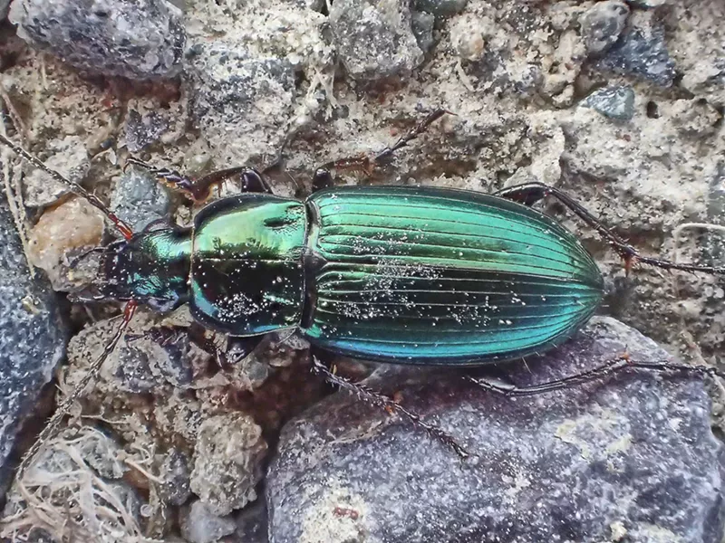A very lively Poecilus beetle. - PHOTO BY ANTHONY WESTKAMPER