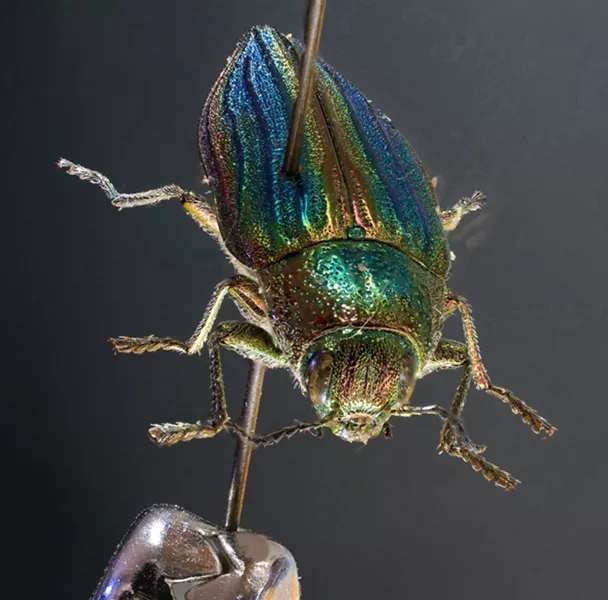 A very dead golden bupesprid beetle. - PHOTO BY ANTHONY WESTKAMPER