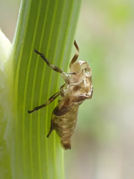 humbug aphid cows and ladybugs humbug online ladybugs online