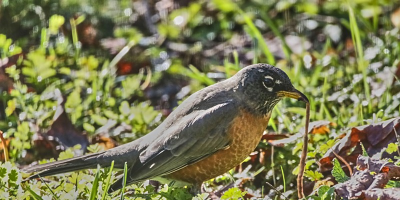 Robins hunt worms by listening: finding their prey by listening for the sounds of them tunneling through the dirt.