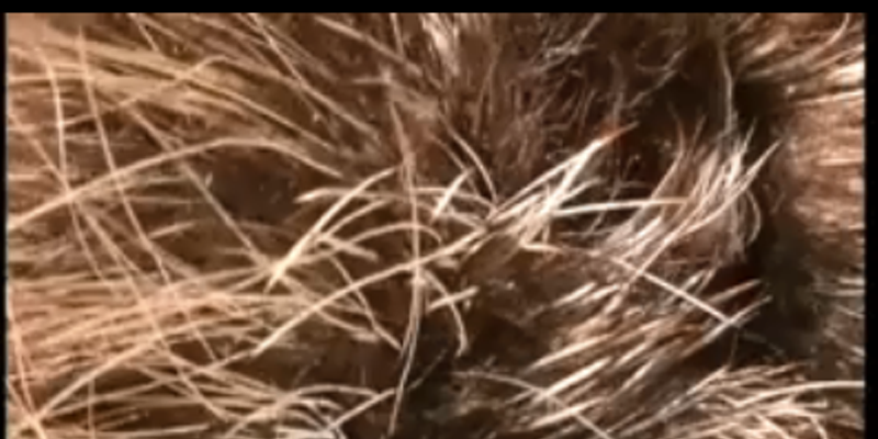 You've Got Time for This: Dorsie the Porcupine's Snacktrack