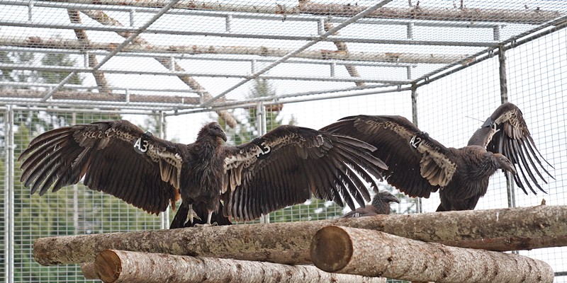 The first two condors were released today, A3 and A2.