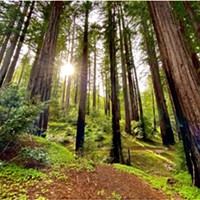 Majestic redwoods.