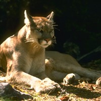 A mountain lion, like this one, was protecting her cubs, not stalking a runner who came along the family in Provo, Utah.