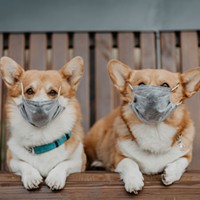 Please enjoy these very good boys in masks as a palate cleanser.