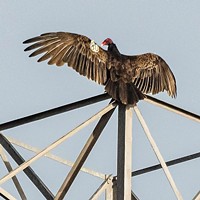 This turkey vulture No. 80, sighted on a power-line tower recently at the Arcata Marsh, was trapped and tagged on July 13, 2011 in Korbel as part of the research efforts of the Yurok Tribe Northern California Condor Restoration Program.