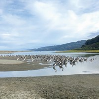 The joys of being ignored by a flock of brown pelicans at Big Lagoon.