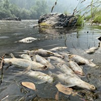 Karuk Tribal biologists believe a debris slide from the McKinney Fire turned a portion of the Klamath River into sludge, killing thousands of fish.
