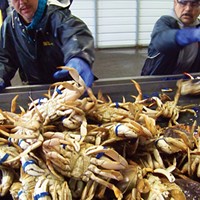 Felixnando Martinez, left, and Arturo Bertran band Dungeness crab at Wild Planet Foods’ processing shed near the new Fisherman’s Terminal.