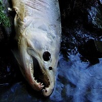 A coho salmon carcass observed during a spawner survey, in which dead adult fish and salmon nests, or redds, are assessed.