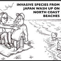 Invasive species from Japan wash up on North Coast beaches.