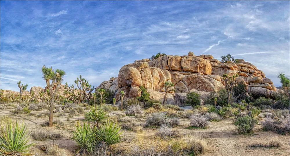 Jim Lowry’s “Joshua Tree,” at Arcata Artisans Gallery. - COURTESY OF THE ARTIST