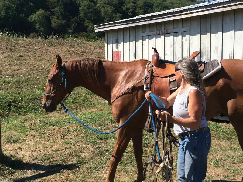 Saddling up for a ride. - PHOTO BY AMY BARNES