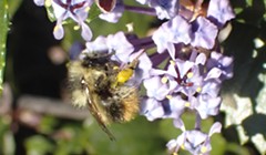 HumBug: Early Spring Pollinators