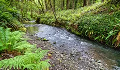 Trinidad Asks Residents to Curtail Water Use As Creek Runs Low