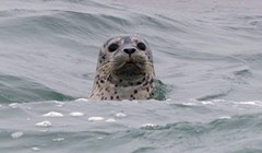Seal Spotting and Santa
