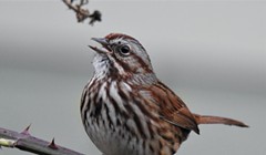 An Eye on the Sparrow