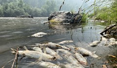 Karuk Tribe: McKinney Fire Slide Caused 'Kill Zone' in Klamath River, Suffocating Thousands of Fish