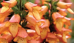 Gardening Grab Bag