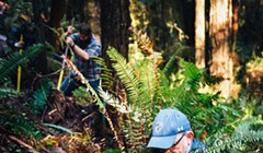 Discontinuing a Trail in Arcata's Community Forest