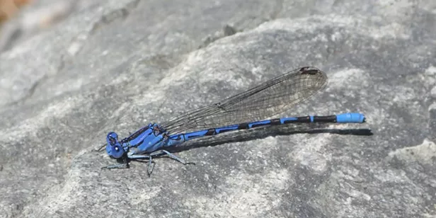 HumBug: Bugs While You Wait | HumBug Online