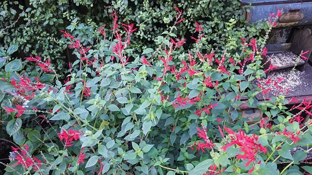 Fall Color | Down and Dirty | North Coast Journal - Vimarsana News