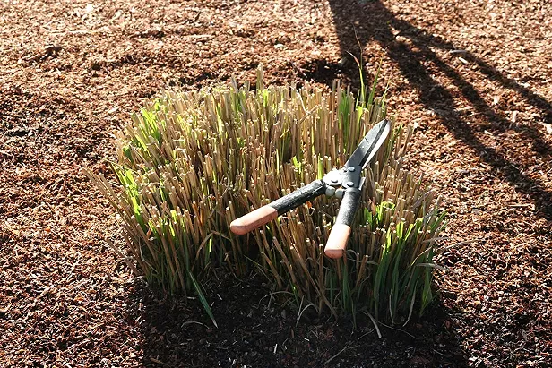 Temporary Changes to Arcata's Green Waste Drop-off Service - Vimarsana News