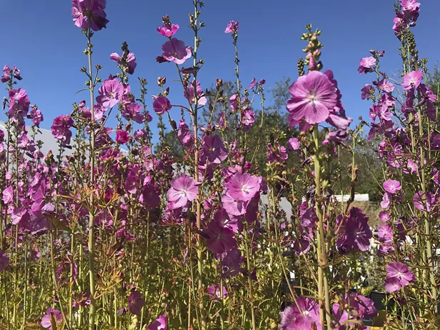 California Native Plant Society Plant Sale - Vimarsana News