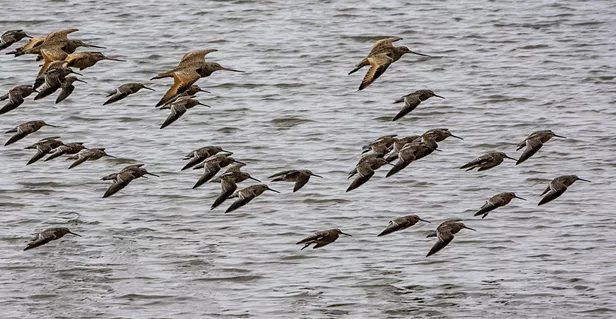 Godwit Days Are Here Again - Vimarsana News