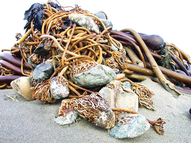 Bull Kelp vs. Bullshit - Vimarsana News