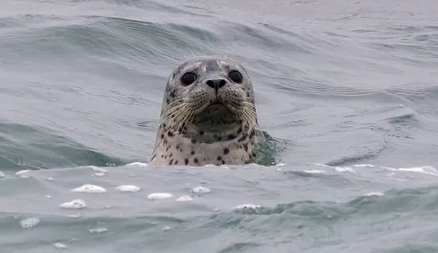 Seal Spotting and Santa - Vimarsana News