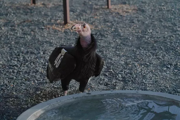 Return of the Condor: Watch the Birds' Arrival Home on Live Stream - Vimarsana News