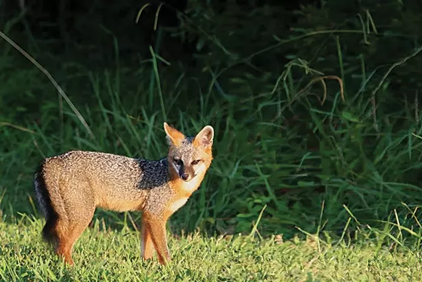 Caution Urged After Second Fox Bite Report - Vimarsana News
