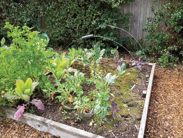 Rainy Day Gardening - Vimarsana News
