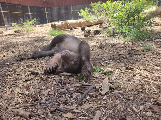 Zoo Welcomes Bear Cubs 'Oak' and 'Tule' - Vimarsana News