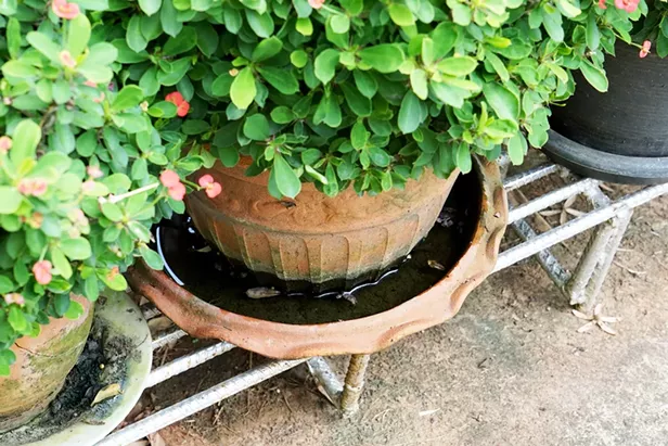Gardening in the Gloom - Vimarsana News
