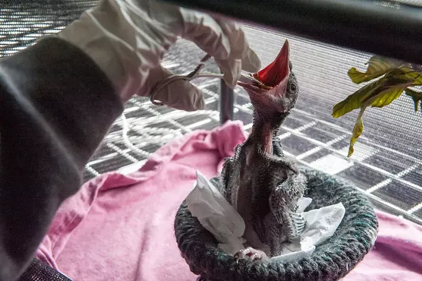 Humboldt Wildlife Center Puts Out 'Code Red' Call for Help - Vimarsana News
