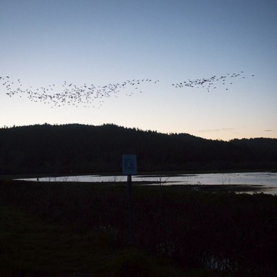 Aleutian Geese Fly-Off 2020