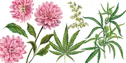 SHUTTERSTOCK - Dahlias and cannabis