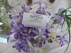 Smith River Iris (Iris thompsonii) - Uploaded by PapaG