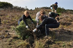 Volunteers removing invasive yellow bush lupine. - Uploaded by friendsofthedunes