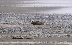 PHOTO BY MIKE KELLY - A baby seal waiting for its mother on Mad River Beach.