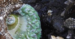 Experience the otherwordly bounty of our local tide pools - Uploaded by JustinC