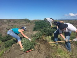 Volunteers removing non-native yellow bush lupine - Uploaded by Denise Seeger