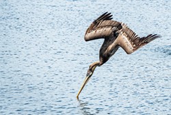 PHOTO BY MARK LARSON - A brown pelican diving down for a fish.